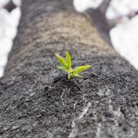 Was uns nicht umbringt macht und härter – Resilienz, das Immunsystem der Seele